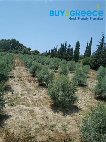 (For Sale) Land Plot out of City plans || Ileias/Zacharo - 12.700 Sq.m, 460.000€ ||| ID :1341115