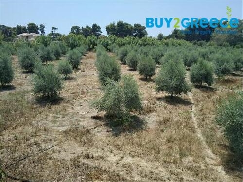 (For Sale) Land Plot out of City plans || Ileias/Zacharo - 12.700 Sq.m, 460.000€ ||| ID :1341115-2