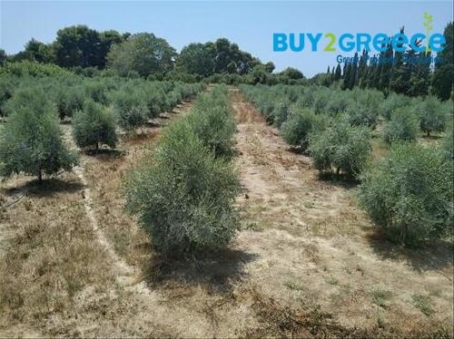 (For Sale) Land Plot out of City plans || Ileias/Zacharo - 12.700 Sq.m, 460.000€ ||| ID :1341115-3