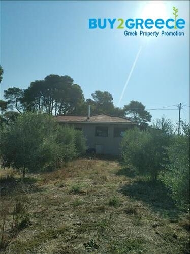 (For Sale) Land Plot out of City plans || Ileias/Zacharo - 12.700 Sq.m, 460.000€ ||| ID :1341115-4