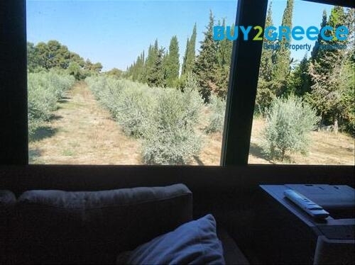 (For Sale) Land Plot out of City plans || Ileias/Zacharo - 12.700 Sq.m, 460.000€ ||| ID :1341115-5