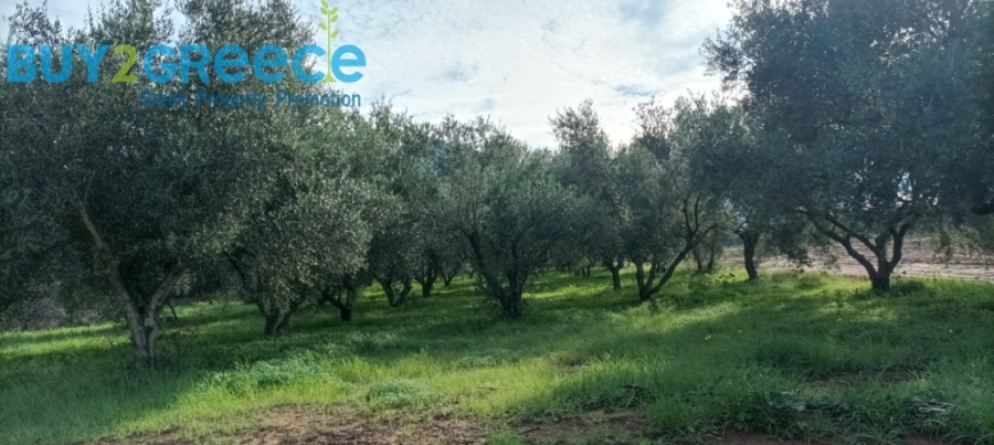 (For Sale) Land Plot || Messinia/Kyparissia - 2.560 Sq.m, 60.000€ ||| ID :1482812-2