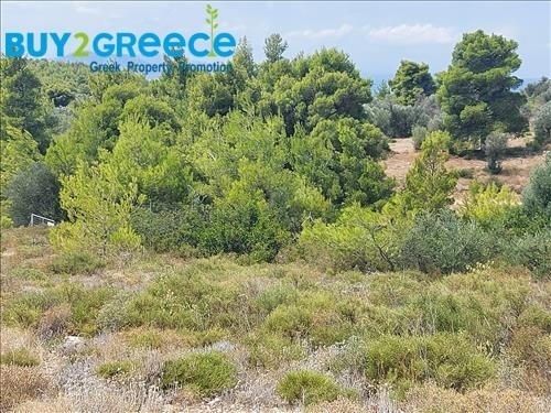 (For Sale) Land Agricultural Land  || Evoia/Messapia - 5.700 Sq.m, 89.000€ ||| ID :1521074-9