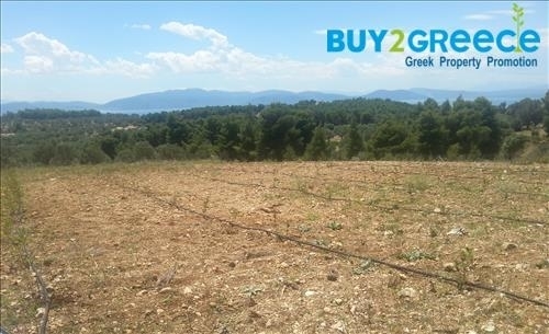 (For Sale) Land Agricultural Land  || Evoia/Messapia - 5.700 Sq.m, 89.000€ ||| ID :1521074-6