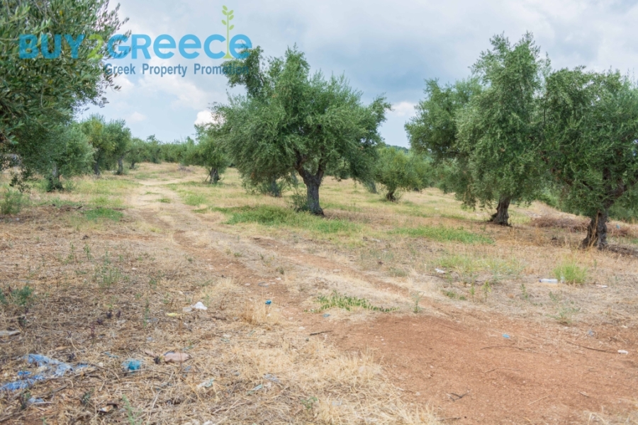 (For Sale) Land Plot || Messinia/Aipeia - 13.795 Sq.m, 150.000€ ||| ID :1584437-16