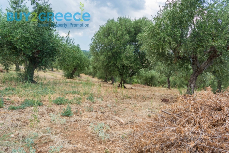 (For Sale) Land Plot || Messinia/Aipeia - 13.795 Sq.m, 150.000€ ||| ID :1584437-18