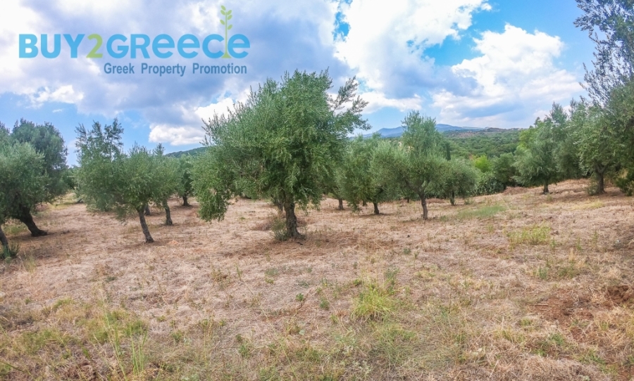 (For Sale) Land Plot || Messinia/Aipeia - 13.795 Sq.m, 150.000€ ||| ID :1584437-25