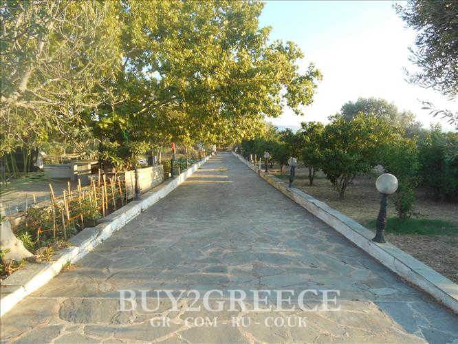 (For Sale) Land Plot || Evoia/Eretreia - 5.000 Sq.m, 125.000€ ||| ID :494366