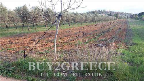 (For Sale) Land Agricultural Land  || East Attica/Koropi - 3.735 Sq.m, 54.000€ ||| ID :541206