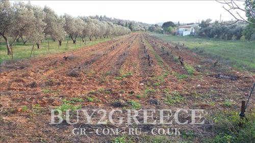 (For Sale) Land Agricultural Land  || East Attica/Koropi - 3.735 Sq.m, 54.000€ ||| ID :541206-2