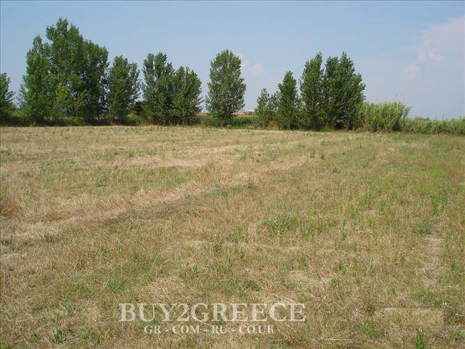 (For Sale) Land Agricultural Land  || Ileias/Amaliada - 6.643 Sq.m, 90.000€ ||| ID :621611-3