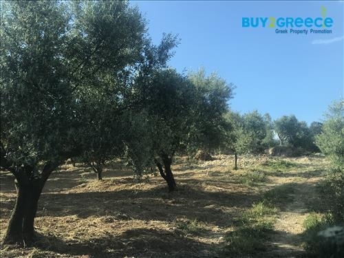 (For Sale) Land Plot || Zakynthos (Zante)/Zante Chora - 6.000 Sq.m, 450.000€ ||| ID :658377-3