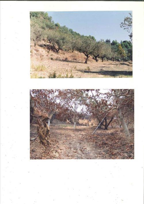 (For Sale) Land Plot wIthin Settlement || Ileias/Archaia Olympia - 100.000 Sq.m, 550.000€ ||| ID :677309-8