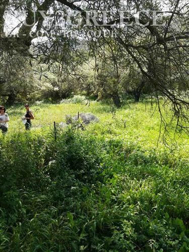 (For Sale) Land Plot wIthin Settlement || Lefkada/Lefkada Chora - 1.100 Sq.m, 270.000€ ||| ID :679714-4