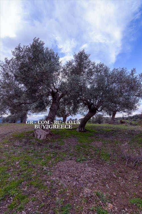 (For Sale) Land Plot wIthin Settlement || Evoia/Distos - 847 Sq.m, 32.000€ ||| ID :691865-12