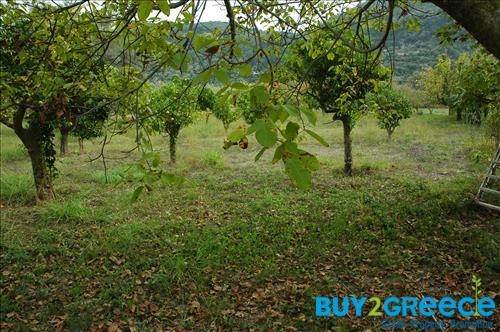 (For Sale) Land Plot || Lefkada/Apollonio - 2.000 Sq.m, 200.000€ ||| ID :758465-13