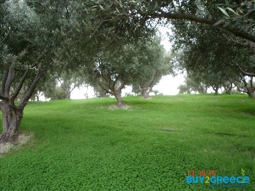 (For Sale) Land Agricultural Land  || Irakleio/Irakleio - 7.311 Sq.m, 250.000€ ||| ID :814661-10