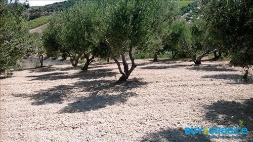 (For Sale) Land Agricultural Land  || Irakleio/Irakleio - 7.311 Sq.m, 250.000€ ||| ID :814661-11