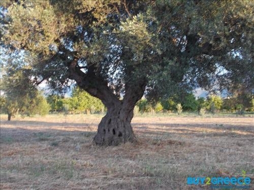 (For Sale) Land Plot || Achaia/Aigio - 19.273 Sq.m, 300.000€ ||| ID :817847-6