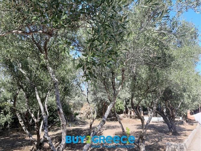 (For Sale) Land Plot ||  West Attica/Nea Peramos (Megalo Pefko) - 1.780 Sq.m, 500.000€ ||| ID :873959-2