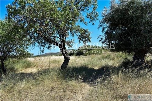 (For Sale) Land Large Land  || East Attica/Keratea - 10.000 Sq.m, 2.200.000€ ||| ID :926959-13